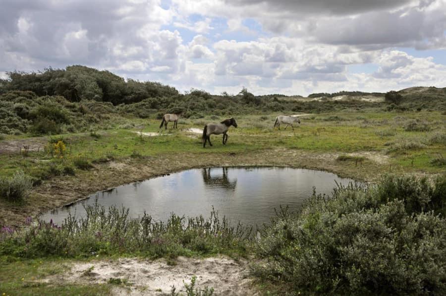 Vakantiehuisje De Panne Vlak Aan Plopsaland En De Zee Luaran gambar